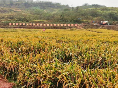 再破紀錄 袁隆平團隊雙季稻畝產(chǎn)超1500公斤