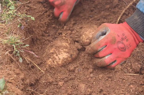 彝良農副產品加工廠 走綠色發(fā)展道路 培育優(yōu)質天麻品牌