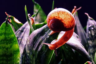 老驥伏櫪 小蝸牛專輯的時(shí)代回響